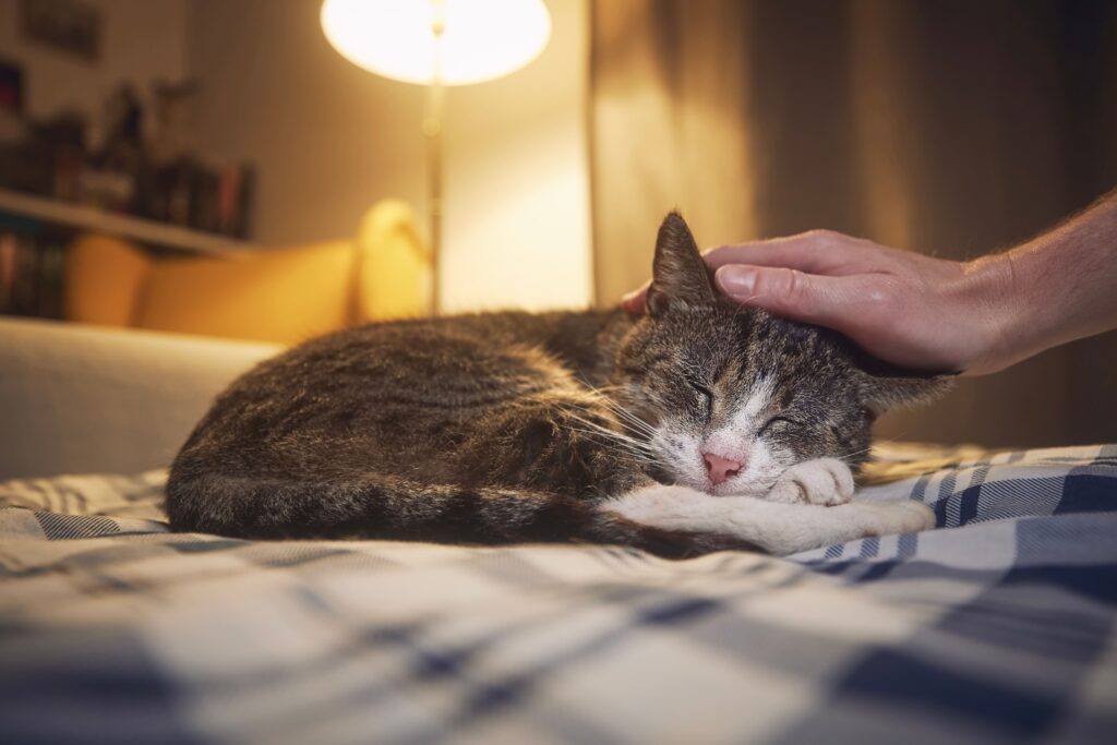 Gato deitado na cama recebendo carinho