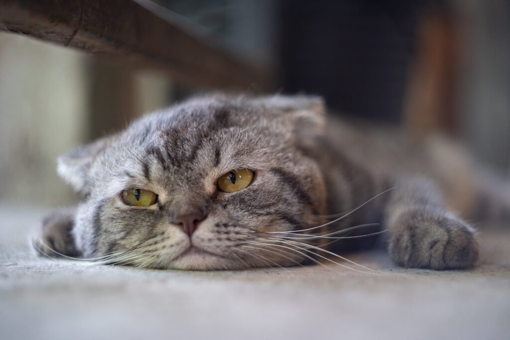 Gato entediado deitado no chão