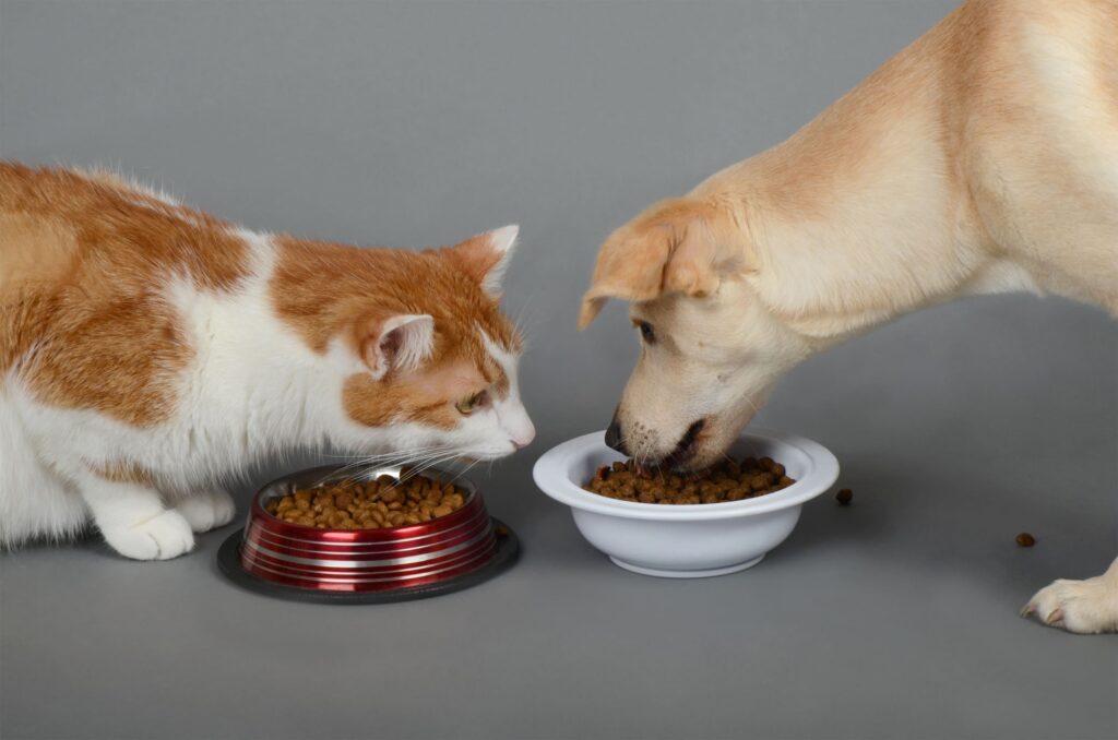 Gato e cão comendo ração