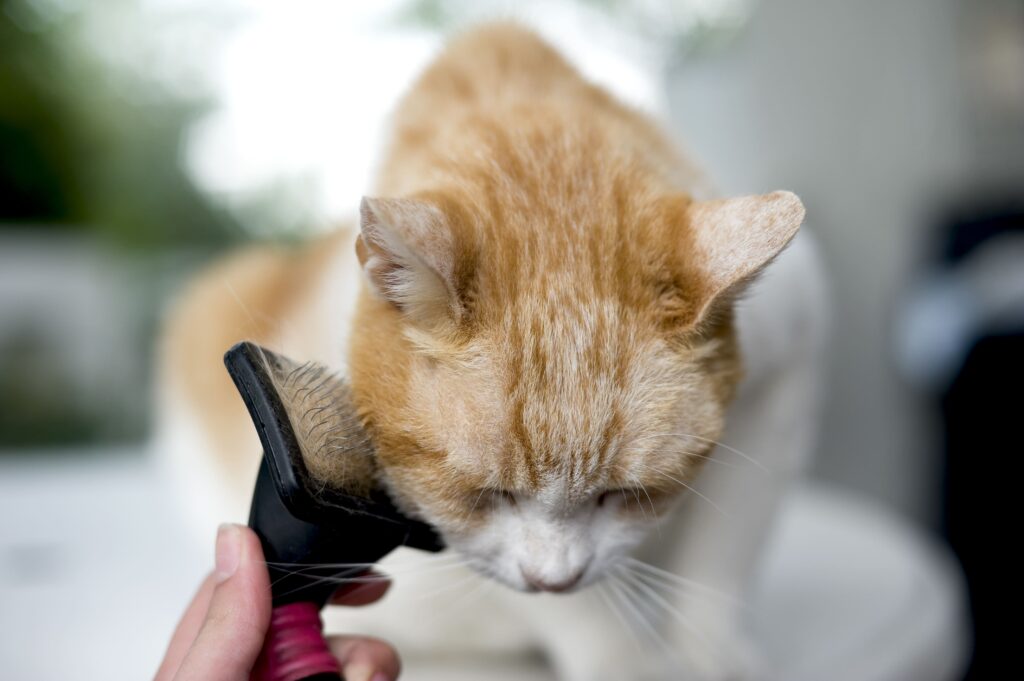 Gato tendo seus pelos escovados