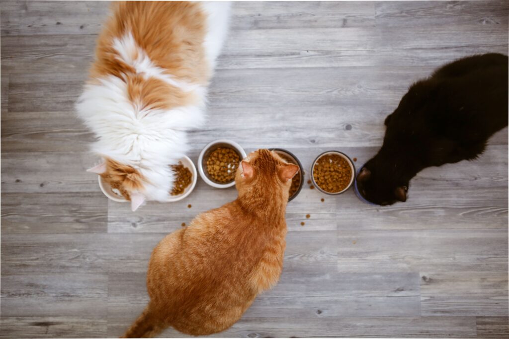 Gatos comendo ração em diferentes potes
