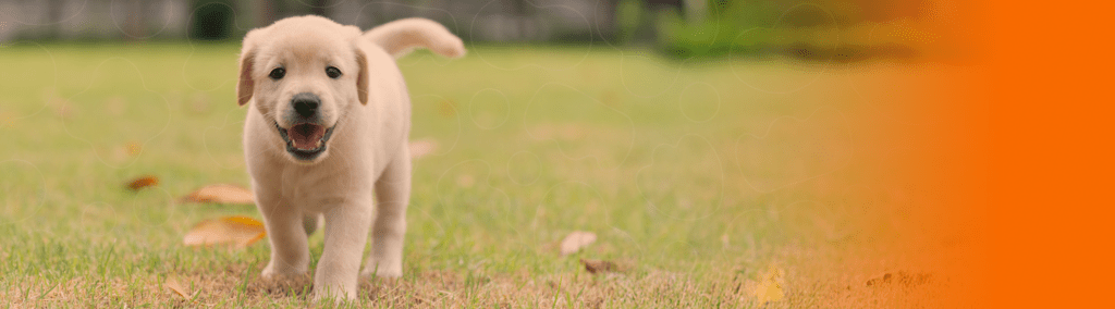 Cão andando pelo campo