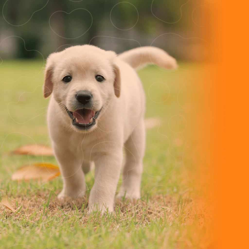 Cão andando pelo campo
