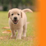Dicas para o primeiro cachorro: o que você precisa saber?