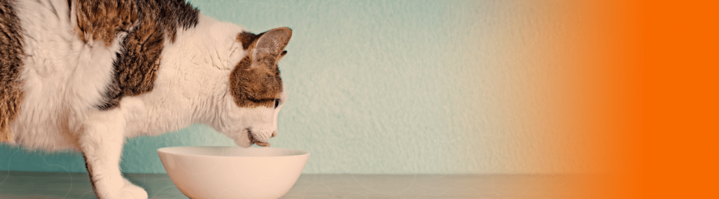 Gato indo beber em pote de cerâmica
