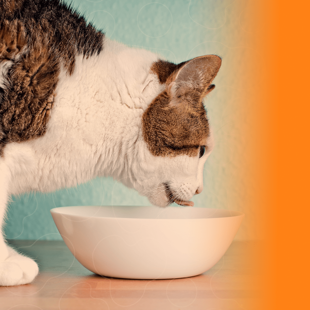 Gato indo beber em pote de cerâmica