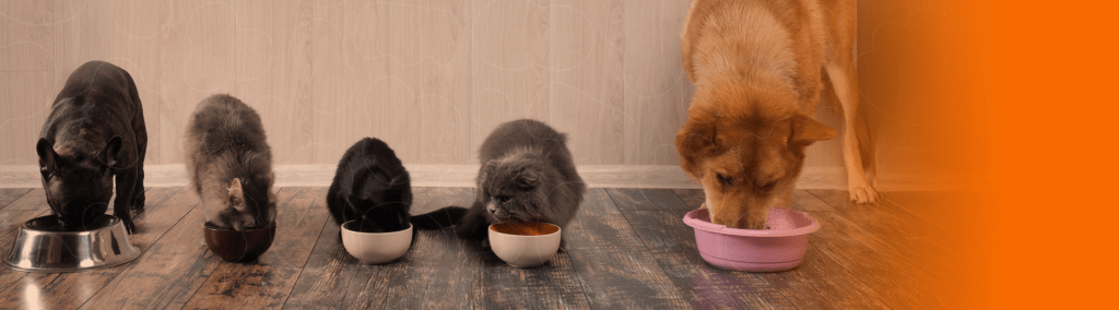 Cães e gatos comendo suas rações e seus respectivos potes