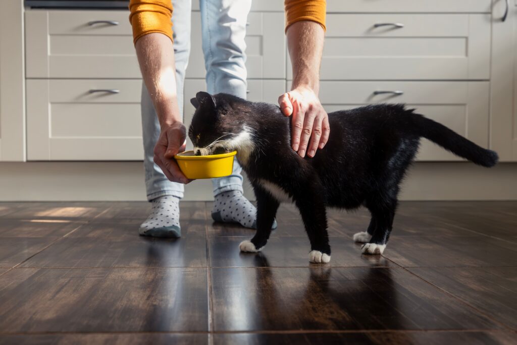 Gato recebendo comida de tutor