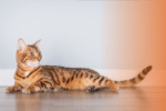Gato Esperto Demais? Como Dar Comprimido Sem Estresse!